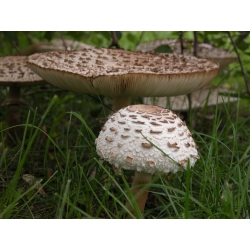 Parasol mushroom (Macrolepiota procera) - Kit for garden cultivation - 750 ml