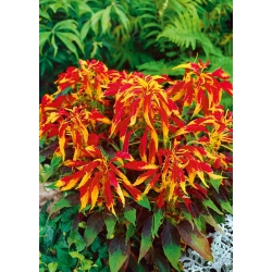 Джозеф пальто змішане насіння - Amaranthus tricolor - 1400 насіння