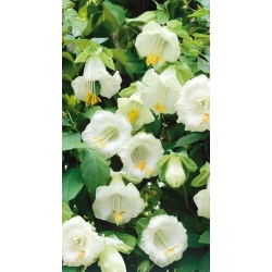 Cup and Saucer Vine seeds - Cobaea scandens - 6 semillas