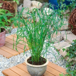 Umbrella Sedge, семена зонтика папируса - Cyperus alternifolius - 160 семян