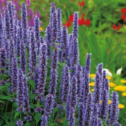 Mexican Giant Hyssop seeds - Agastache maxicana - 210 seeds