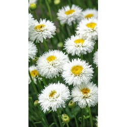 Crazy Daisy, Snežnicové semená - Chryzantéma maximálne fl.pl - 160 semien - Chrysanthemum maximum fl. pl. Crazy Daisy
