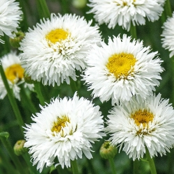 بذر دیوانه، بذر برفی - گل کلم حداکثر fl.pl - 160 بذر - Chrysanthemum maximum fl. pl. Crazy Daisy - دانه