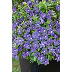 Browallia，紫水晶花种子 -  Browalia americana  -  1300种子 - Browallia americana - 種子
