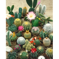Kaktusväxter - blandning - 100 frön - Cactaceae