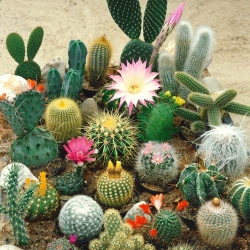 Cactusfamilie - gemend - 100 zaden - Cactaceae