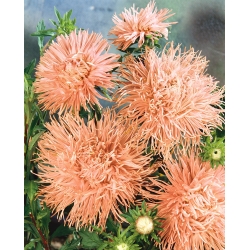 ピンクオレンジ針花びらチャイナアスター、年間アスター -  500種子 - Callistephus chinensis  - シーズ