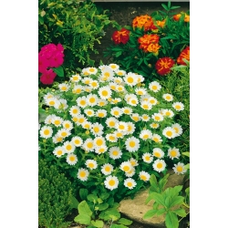 أقحوان أبيض قزم - 340 بذور - Chrysanthemum leucanthemum - ابذرة