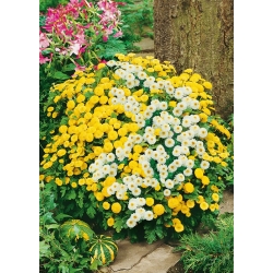 Chrysanthemum parthenium - Matrem - mix - frø
