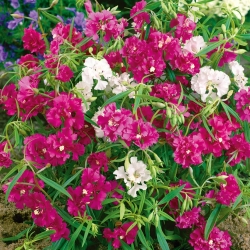 春の別れ - バラエティ・ミックス -  4000種 - Clarkia pulchella - シーズ
