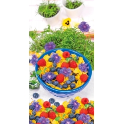 Valgomosios gėlės - mėlynos spalvos kukurūzai; bakalauro mygtukas - sėklos