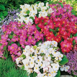 Begónia vždykvitnúca - trpasličia, stále kvitnúca - zmiešané farby (Begonia semperflorens)