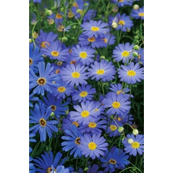 Swan River Daisy 'Blue Splendour' - seeds (Brachyscome iberidifolia)