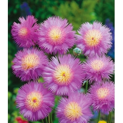 Rudzupuķe 'Graciosa' - sēklas (Centaurea imperialis)