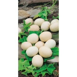 Ķirbīši dekoratīvie 'Nest Egg' - sēklas (Cucurbita pepo)