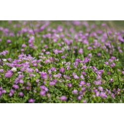 Perzische klaver 'Pasat' - 1 kg - zaden (Trifolium resupinatum)