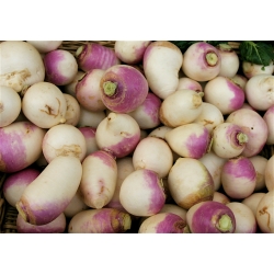 Fodder turnip 'Marco' - 500 g - seeds (Brassica rapa subsp.rapa)