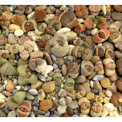 Batu Hidup, Biji Pebble Plant - Lithops sp. - 20 biji - benih