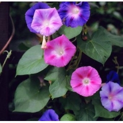 Blomman för dagen - 84 frön - Ipomoea tricolor
