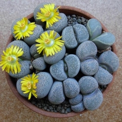 Living Stones, Pebble Plant seeds - Lithops sp. - 20 seeds