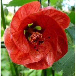 Biji Maple berbunga - Abutilon hybridum - 78 biji - Abutilon x hybridum - benih
