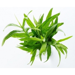 Benih Tarragon - Artemisia dracunculus - 500 biji