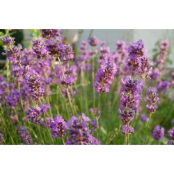 Tõeline Lavendel, Fine Lavender seemned - Lavendula vera - 180 seemnet - Lavendula officinalis