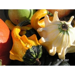 Abóbora Decorativa - Autumn Wings - 22 sementes - Cucurbita pepo