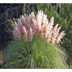 Pink Pampas Seme trave - Cortaderia selloana - 156 semen - semena