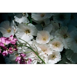ホワイトゴデティアの種子 - ゴデチアgrandiflora  -  1500種子 - Godetia grandiflora - シーズ
