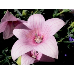 Балон Цвете Fuji Розови семена - Platycodon grandiflorus - 110 семена