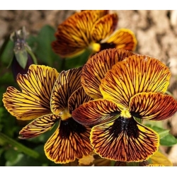 Pensée des Jardins "Angel Tiger Eye" - Viola x williamsii - 16 graines - Viola x. wittrockiana