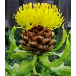 Armenian Basket Flower, Gigant Semințe Knapweed - Centaurea macrocephala - 60 semințe