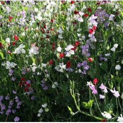 Guisante de olor - rojo - 36 semillas - Lathyrus odoratus
