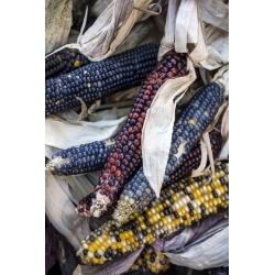 Dekoratyviniai kukurūzai, dekoratyviniai kukurūzų mišiniai - Zea mays - sėklos