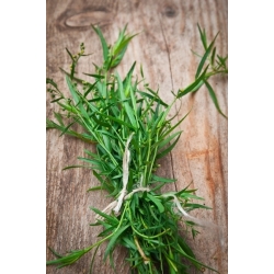 Estragão - 500 sementes - Artemisia dracunculus