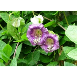 Семена фиолетовой чашки и виноградной лозы - Cobaea scandens - 6 семян - семена