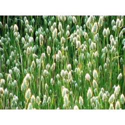بذور الكناري العشب - فالاريس canariensis - 600 البذور - Phalaris canariensis - ابذرة