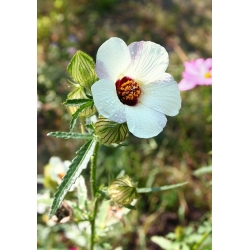 Benátský sléz, semena květu hodin - Hibiscus trionum - 220 semen