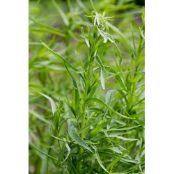 Semená Tarragon - Artemisia dracunculus - 500 semien