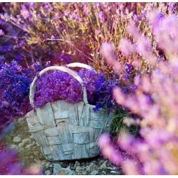 True Lavendel, Fine Lavendel frön - Lavendula vera - 180 frön - Lavendula officinalis