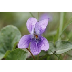 スウィートバイオレット、イングリッシュバイオレットの種子 -  Viola odorata  -  120種子 - シーズ