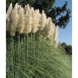 White Pampas Grass seeds - Cortaderia selloana - 156 seeds