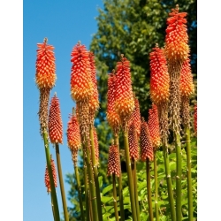Red Hot Poker, semená Tritoma - Kniphofia uvaria - 120 semien