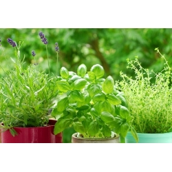Albahaca - verde - 650 semillas - Ocimum basilicum