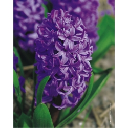 Hyacinthus orientalis - Purple Star - pacchetto di 3 pezzi -  Hyacinthus orientalis