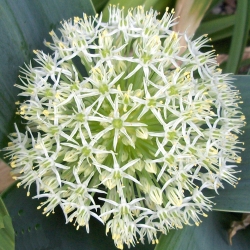 Allium karataviense - 3 čebulice - Allium karataviense Ivory Queen
