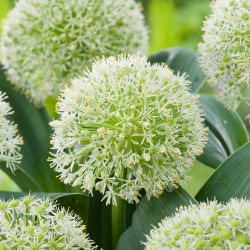 Allium karataviense, Blauzungen-Lauch - 3 Zwiebeln