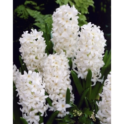 Hyacinthus Carnegie - Hyacinth Carnegie - 3 bebawang -  Hyacinthus orientalis