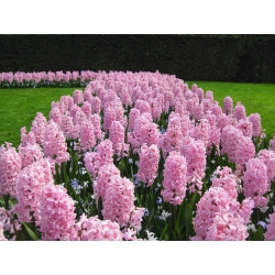 Hyacinth - Fondant - pakend 3 tk -  Hyacinthus orientalis
